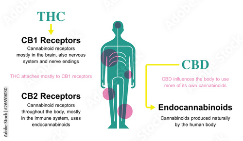 thc and cbd work in my body and CB1 CB2 receptor,how hemp can help your body benefits of cannabis