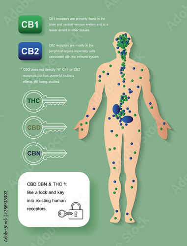 the human endocannabinoid system cb1 and cb2,effect on body,vector infographic on white background.