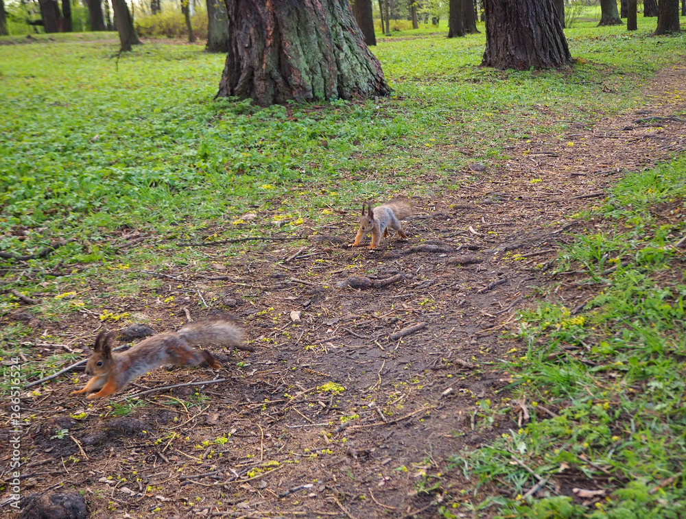 Two cute squirrels are running in the forest Two cute squirrels are running in the forest