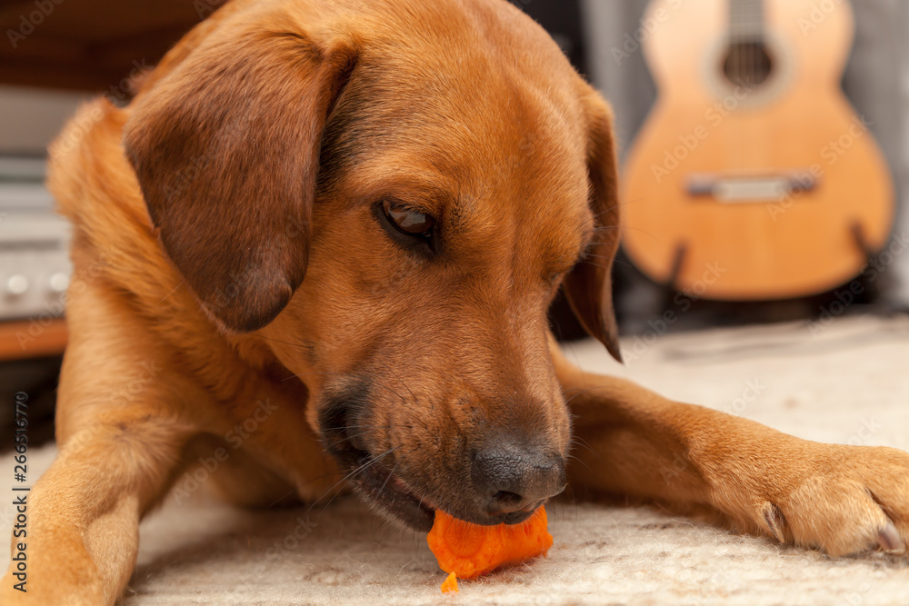 Cute dog chewing carrot