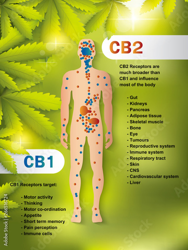 human endocannabinoid system,effect on body,vector infographic on cannabis natural background.