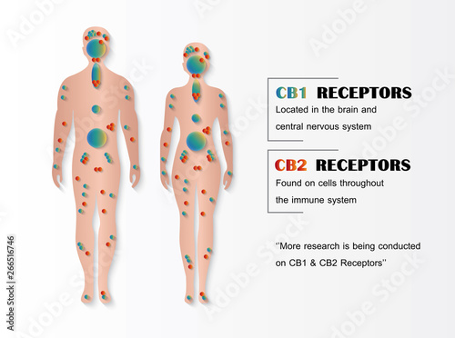 human endocannabinoid system,effect on body,vector infographic on cannabis natural background.