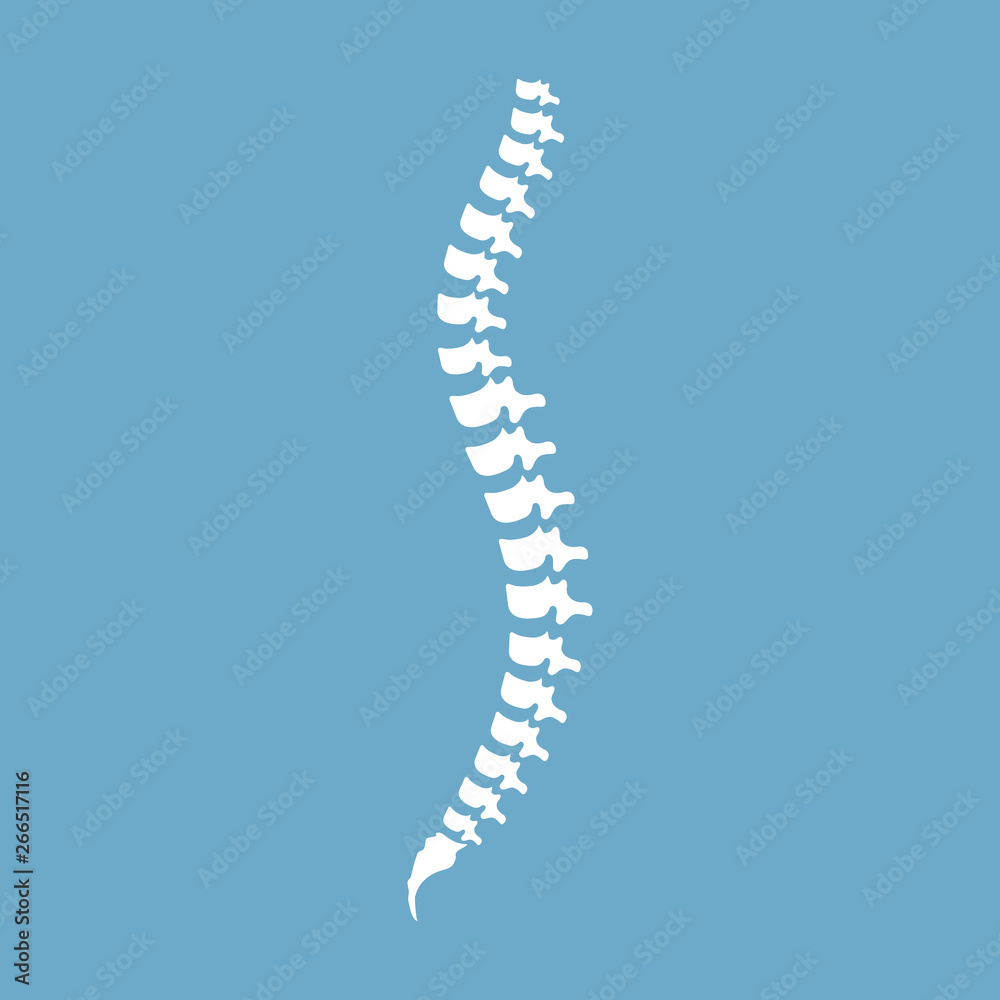 Human spine anatomy. Spinal segments and roots. Vector illustration