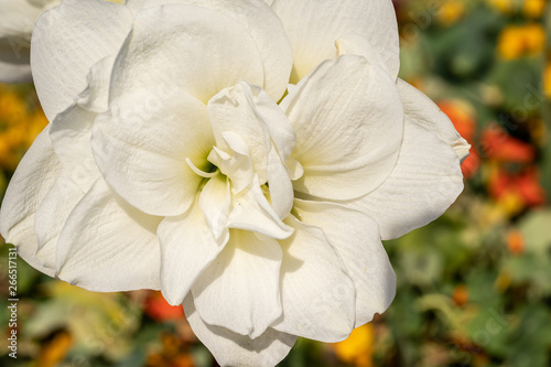 white flowers in the garden