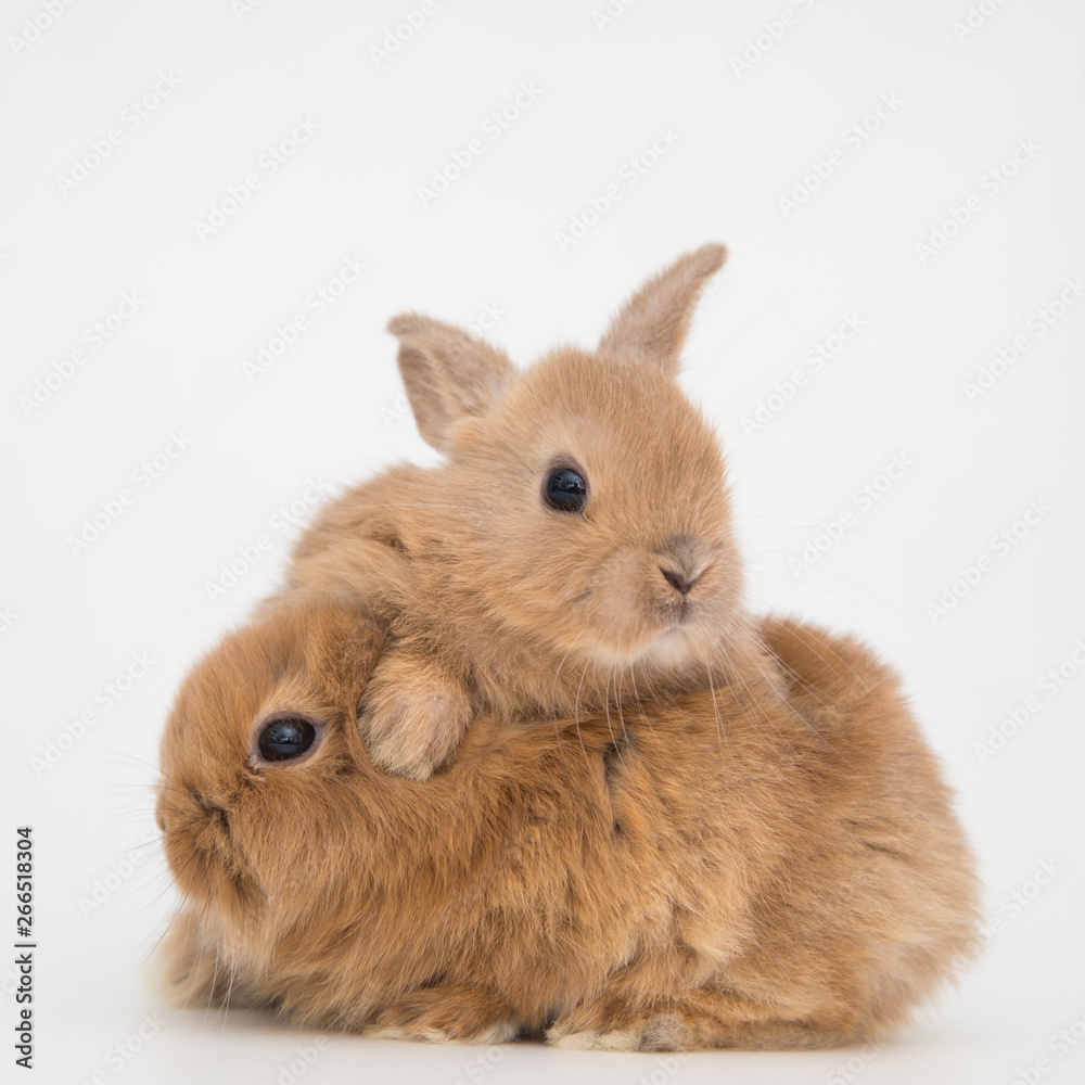 Bunny funny rabbits Bunny funny rabbits