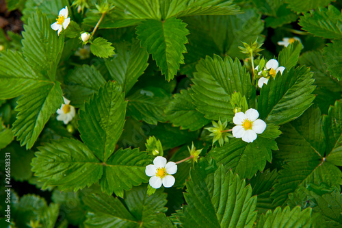 Flower of strawberry