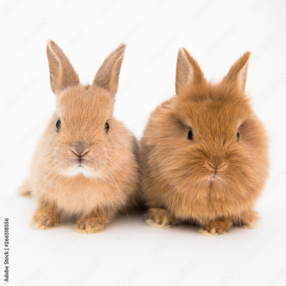Obraz premium Bunny funny rabbits