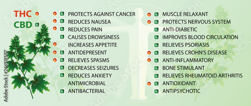 The work of the CBD and THC system with the human body