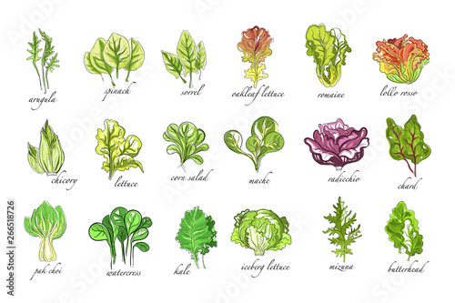 Fresh herbs set, arugula, spinach, sorrel, chicory,lettuce, corn, bok choy, salad, watercress, kale plants hand drawn vector Illustrations on a white background