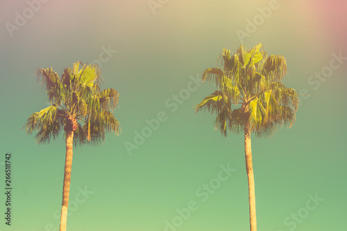 Two Palm Trees on Toned Light Turquoise Sky Background. 60s Vintage Style Copy Space for Text. Tropical Foliage. Seaside Ocean Beach Vacation. Hip Funky Pastel Colors © olindana