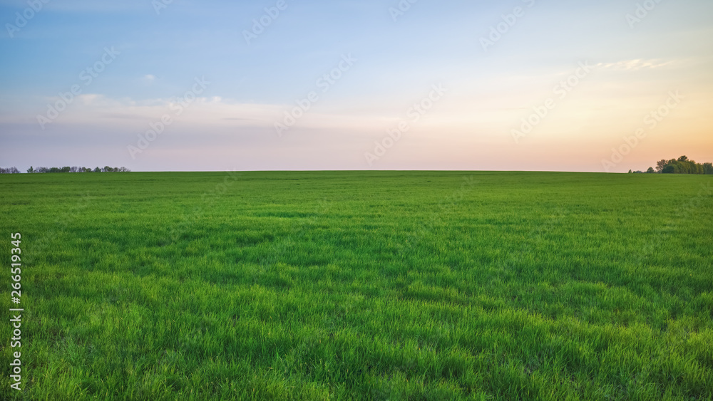 Green field on a background of forest and sunset