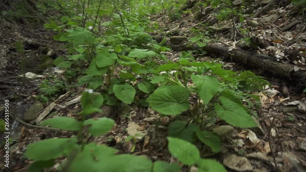 Slow motion POV of passing over a stream and walking through forest vegetation Slow motion POV of passing over a stream and walking through forest vegetation