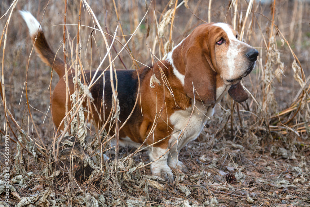 Basset Hound dog in the forest on the hunt Basset Hound dog in the forest on the hunt