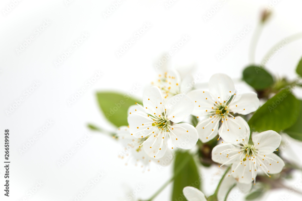 Beautiful cherry blossom Beautiful cherry blossom