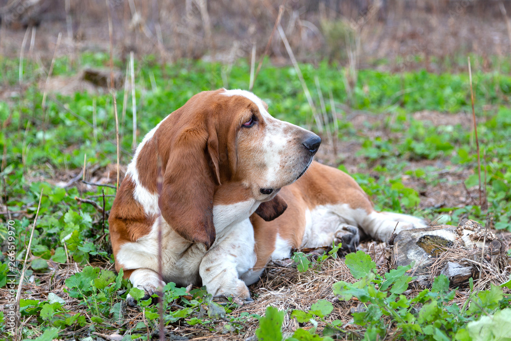 Basset Hound dog in the forest on the hunt Basset Hound dog in the forest on the hunt