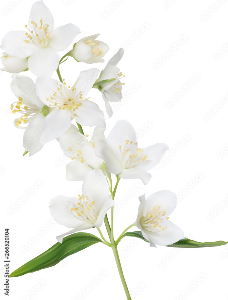 Obraz premium illustration with white isolated jasmine branch in bloom