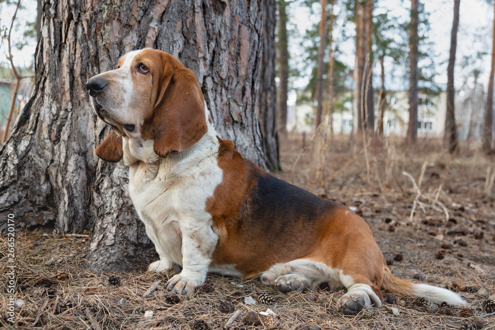 Basset Hound dog in the forest on the hunt