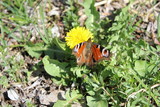 Schmetterling auf einer Blüte (Tagpfauenauge)