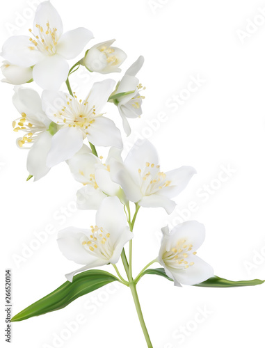 illustration with white isolated jasmine branch in bloom © Alexander Potapov