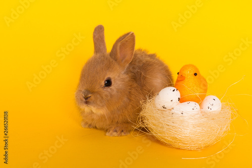 Wallpaper Mural Easter bunny rabbit with egg Torontodigital.ca