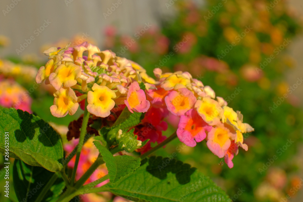 Lantana camara is a species of flowering plant within the verbena family (Verbenaceae). Lantana camara is a species of flowering plant within the verbena family (Verbenaceae).