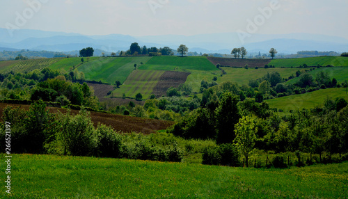 landscape with green fields and trees