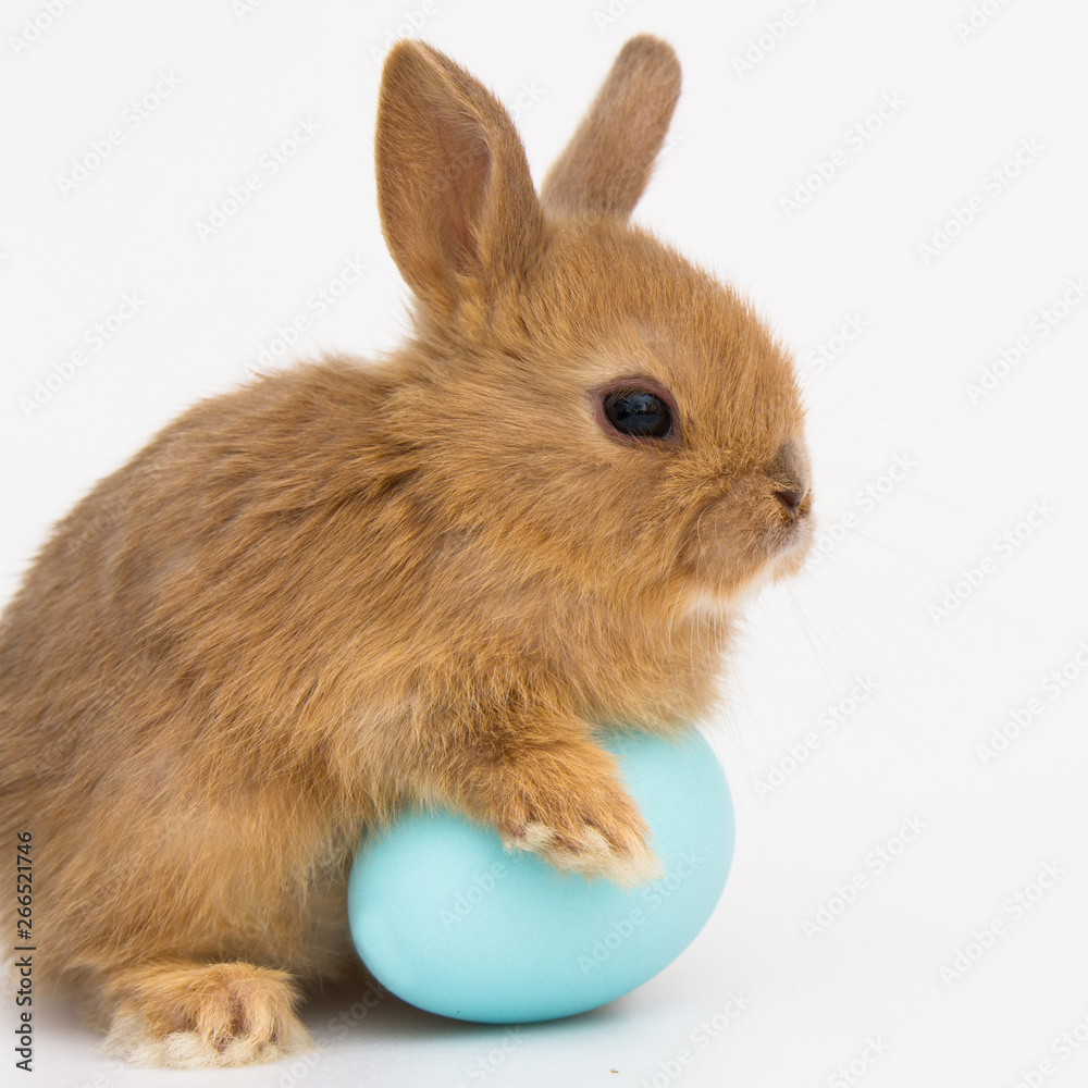 Obraz premium Easter bunny rabbit with eggs.