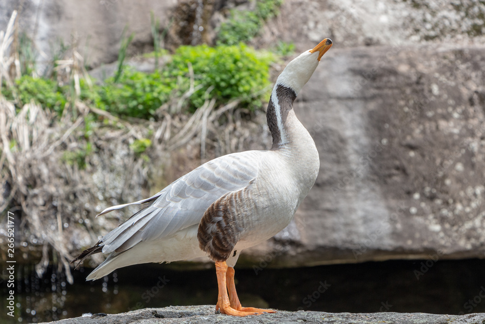 Fototapeta premium Bar-headed goose Anser indicus A young person at a mountain waterfall