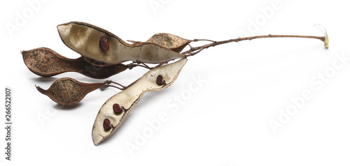 Acacia tree seeds isolated on white background © dule964