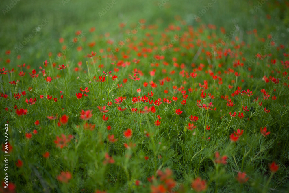 Meadow with red wild flowers