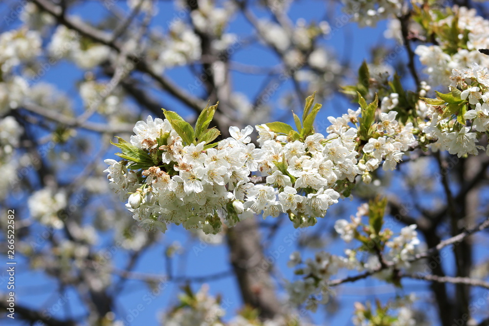 Obraz premium Prachtvoll: Blüten auf einem Apfelbaum