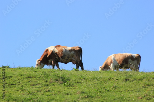 Kühe auf einer Weide auf der Alm