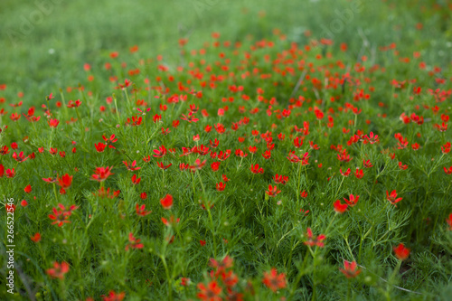 Meadow with red wild flowers