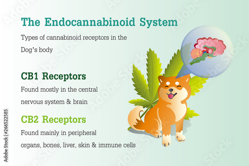 the Endocannabinoid system of dog,effect on body,vector infographic on white background.