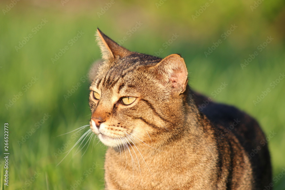 Kopf einer Hauskatze Kopf einer Hauskatze