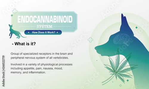 the Endocannabinoid system of pet