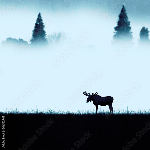 Lonely moose eating in the morning