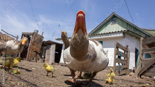 Aggressive home goose, next to small yellow goslings. Against the background of household. photo