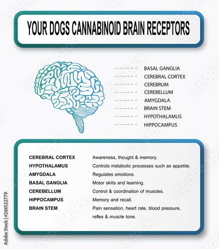 your dogs cannabinoid brain receptors