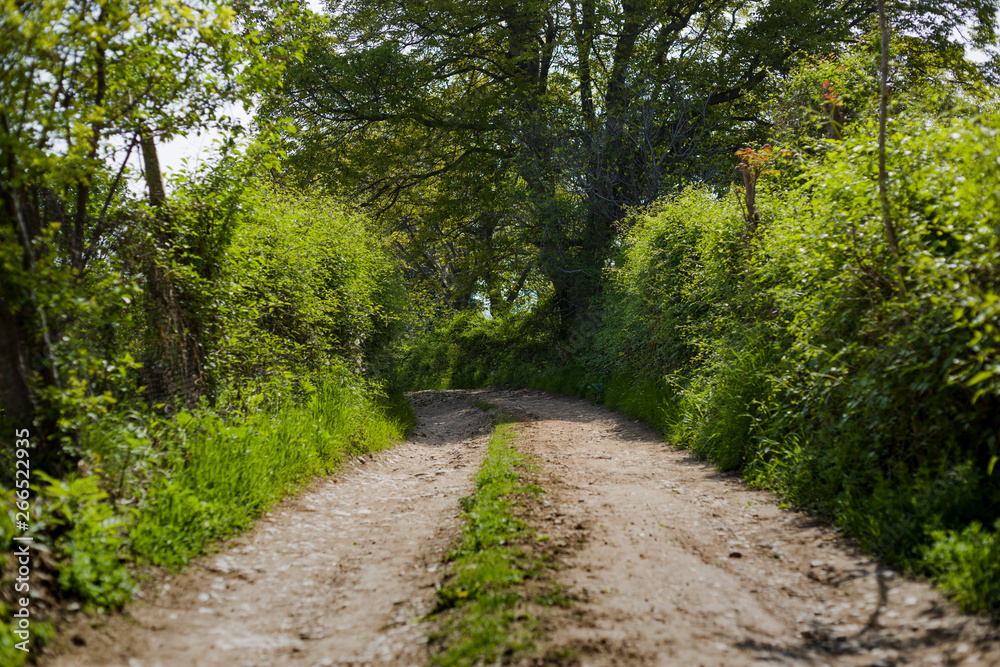 Forest road / trail in spring Forest road / trail in spring