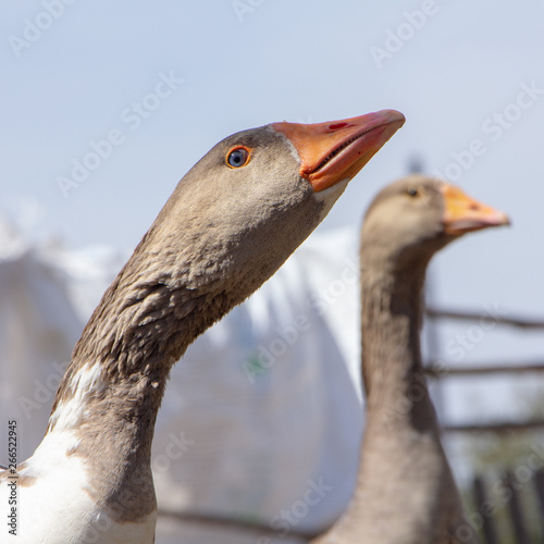 Aggressive home goose, next to small yellow goslings. Against the background of household. photo