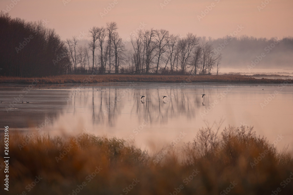 Fototapeta premium Wisconsin countryside under fog, sunrise spring, morning sun