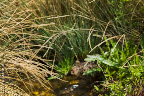 Spider web on grass over stream