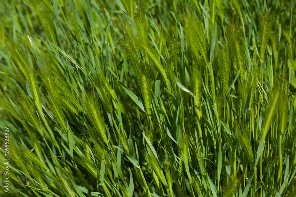 Close up green field with barley Close up green field with barley