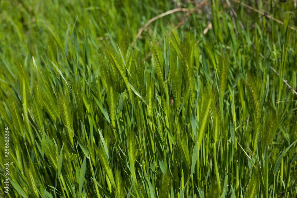 Close up green field with barley Close up green field with barley