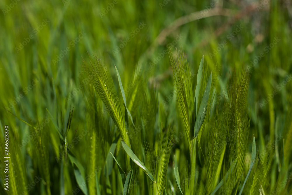 Obraz premium Close up green field with barley