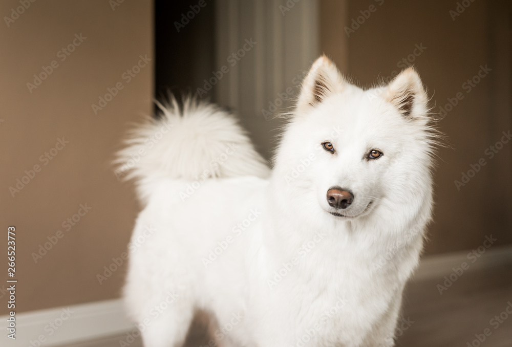 Fluffy white Samoyed dog looking at the camera indoors