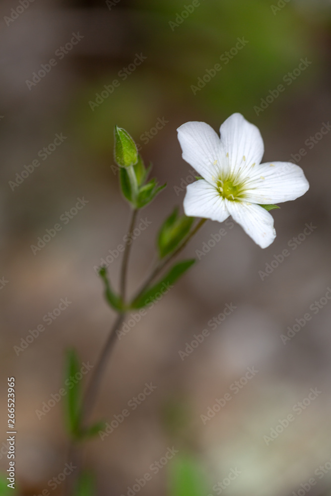 Macrophotographie de fleur sauvage - Arenaria montana Macrophotographie de fleur sauvage - Arenaria montana