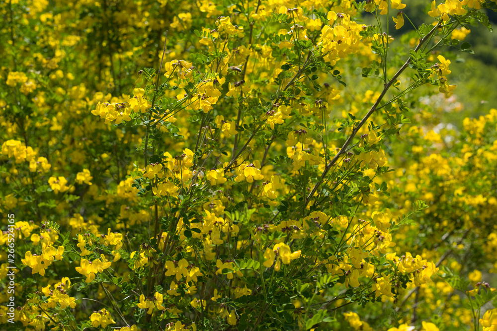Yellow flower bush in a forest Yellow flower bush in a forest