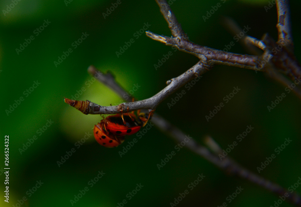 Obraz premium bug on a leaf